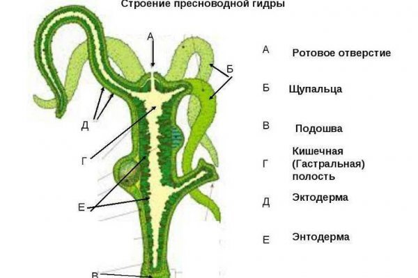 Kraken 4 ссылка kr2web in